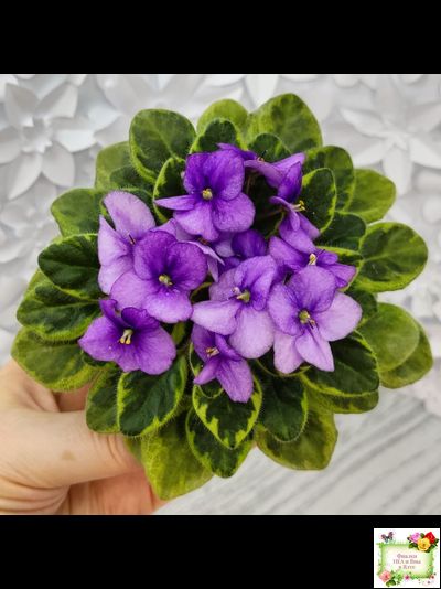 Rob's Lucky Charm (R.Robinson) 11/21/2003 (9293) листовая химера (стартер сорт)