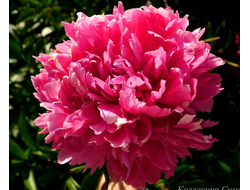 Пион Princess Juliana (Принцесса Юлиана)