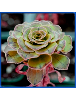 Aeonium holochrysum