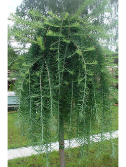 Лиственница японская Stiff Weeper