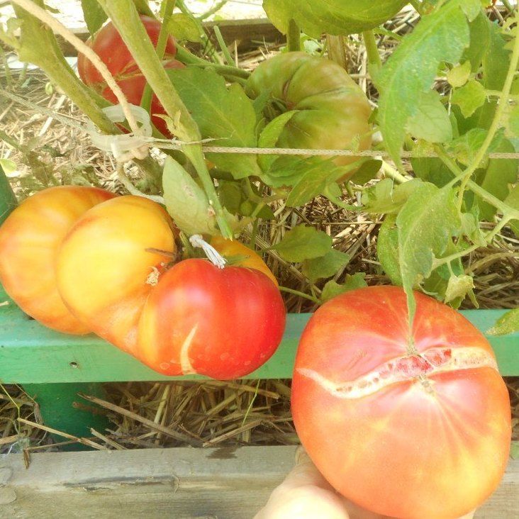 томат прекрасная смолка. томат армянский биколор.