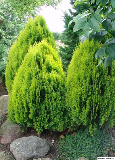 Туя Ауреа Нана - Aurea Nana