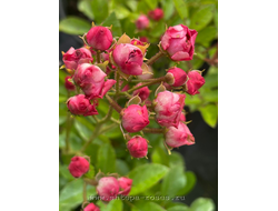 Аничка малиновая