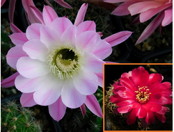 Echinopsis hybrid `Kamilla` x Lobivia tiegeliana - 5 семян