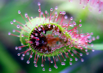 Drosera capensis "Giant"