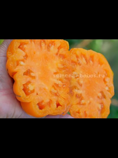 Томат Oro Giant (ОРО Гигант), 10 шт