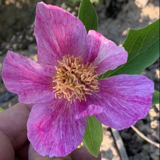 Paeonia caucasica «Штрих-2»