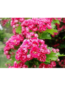 Боярышник средний Пауль Скарлет (Crataegus media Pauls Scarlet)