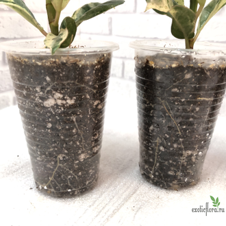 Ficus elastica "shivereana" / фикус эластика шивериана