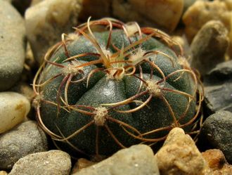 Gymnocalycium netrelianum VG 422. Сеянец.