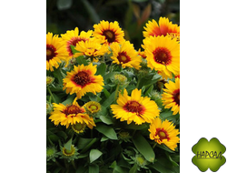 ГАЙЛАРДИЯ "Меса Биколор Брайт"