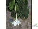 Randia macrantha (Euclinia longiflora) / Рандия макранта (Эуклиния лонгифлора)