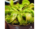 Dionaea muscipula Yellow