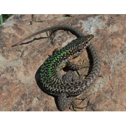 Армянская ящерица (Darevskia armeniaca)