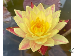 Нимфея Сиам Фэнтези