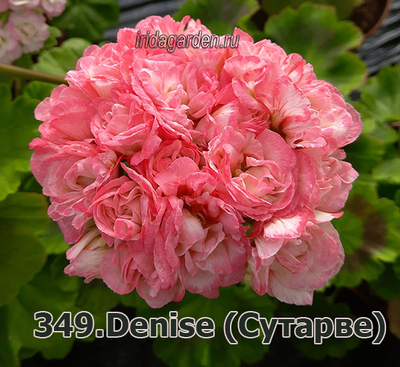 Пеларгония Denise (Sutarve): характеристики, особенности выращивания и размножен