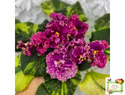 ЛФ-Дарья спорт со спонтанной пестролистностью