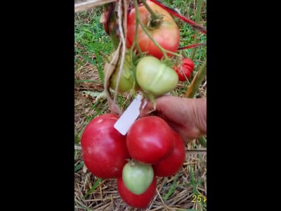 Томат Роза Техаса