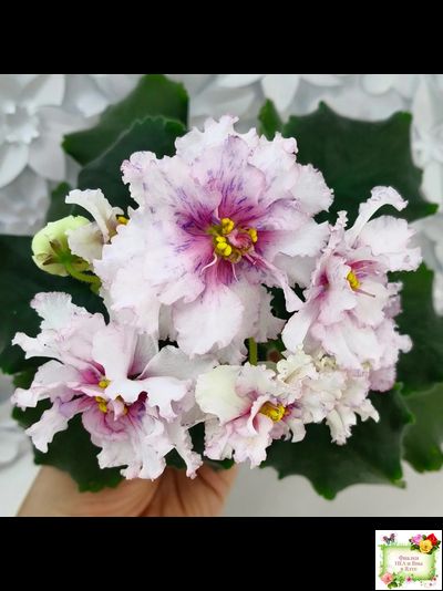 РМ-Ягодный Мармелад (Н.Скорнякова) 2019 г.