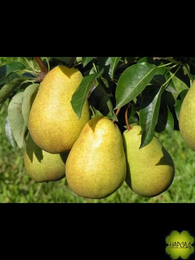 Груша &quot;Скороспелка из Мичуринска&quot; (очень ранняя, саженец 3 года)