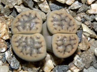 Lithops schwantesii v. urikosensis 'kunjasensis' C248