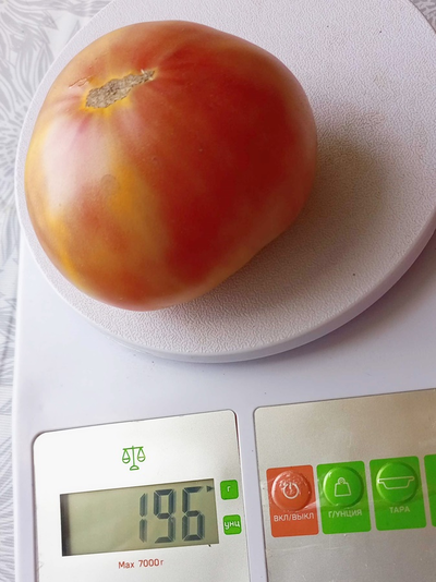 Томат Коралловая королева (Coral Queen)