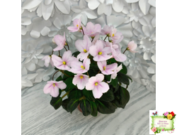 LV-Есть Время (Л. Шевелева) 2025 г. трейлер (клакамасный лонг)