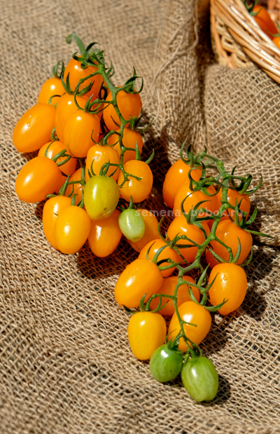 Томат  Datterini yellow (Даттерини Желтый), 10 шт