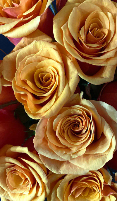 Роза Россия 50 см. 15 шт