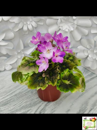 АВ-Почемучка (Фиалковод) 2020 г. (гёрл-листья с кроновой пестролистностью)