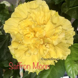 Saffron moon