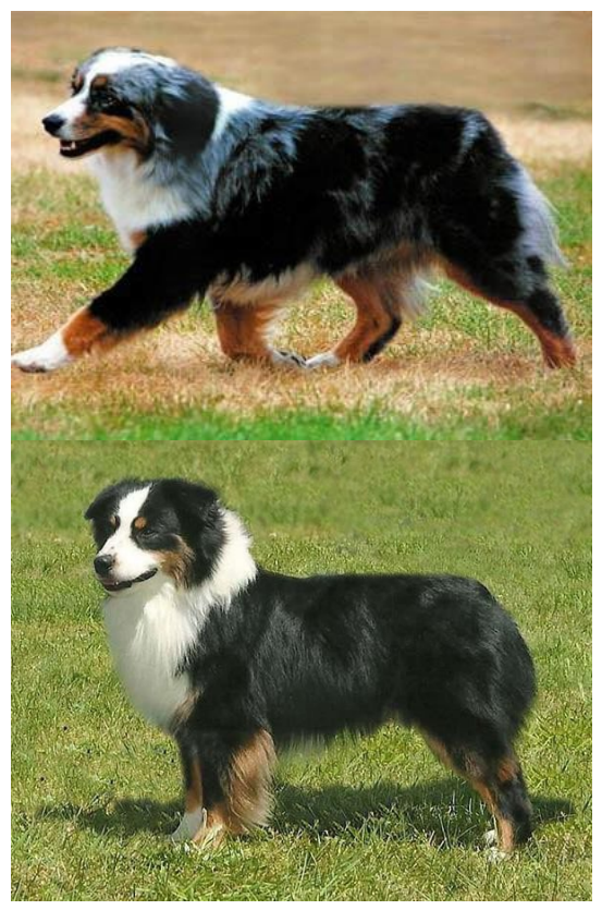 Миниатюрная американская овчарка