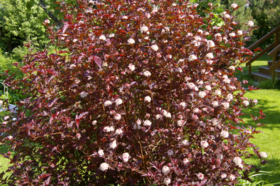 Пузыреплодник калинолистный Леди ин Ред (Lady in Red), 1,0 л