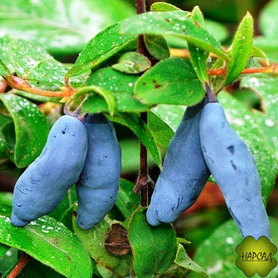 Жимолость "БАКЧАРСКАЯ ЮБИЛЕЙНАЯ" (очень крупная ягода) саженец 3 года