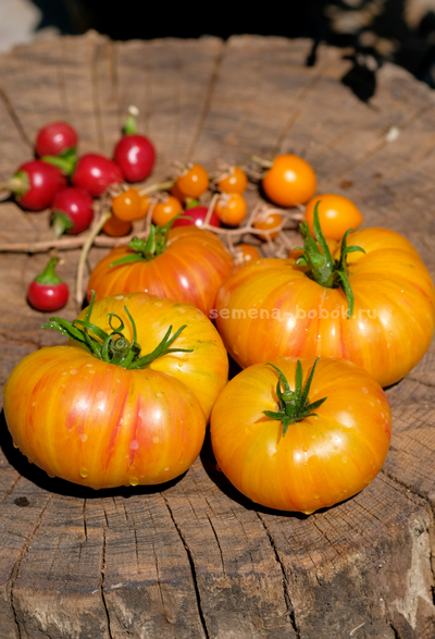 Томат За Рулём (Behind the Wheel), 10 шт