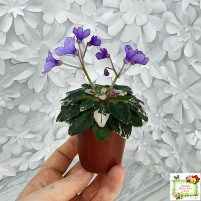 Н-Синий Лён (Н. Бердникова) 2015 г. трейлер