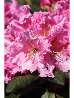 Рододендрон Rodrigo