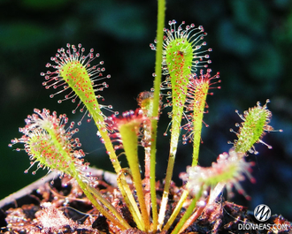 Drosera Nidiformis