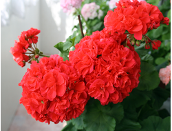 Kenny's Double - пеларгония карликовая зональная - описание сорта, фото - купить черенок в Перми