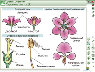 Наглядная биология. 6 класс. Растения. Грибы. Бактерии