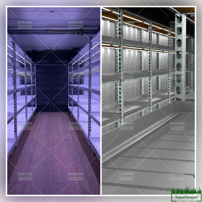 rassada-golubiki-i-mobilnyye-teplitsy-kupit-nedorogo