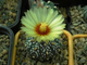 Astrophytum (SK x CRASAS) x AS KIKKO (1025) - 10 семян