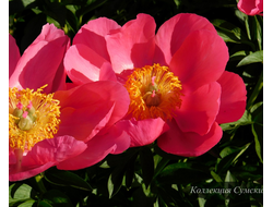 Пион Paula Fay (Паула Фэй)