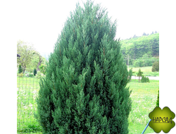 Можжевельник китайский "Стрикта" (2,5 м)