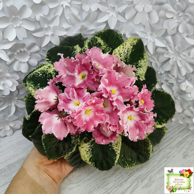 НД-Морковка (Н. Данилова-Суворова) 2021 г. (лист посажен 26.02.26)