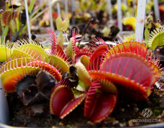 Dionaea muscipula Vampire