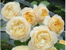 Шарлотта (Charlotte) роза, ОКС