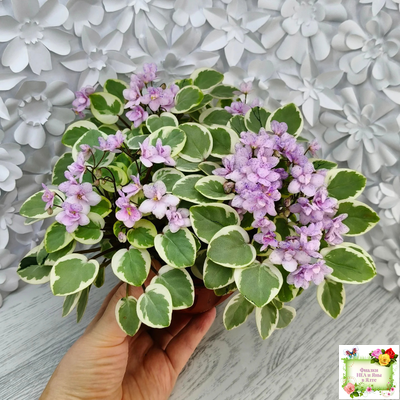 Жемчужный Восторг (Д. Глушакова) листовая химера (пасынок сорт посажен 20.10.25)