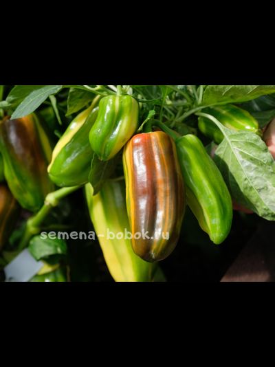 Перец сладкий Кенди Кейн красный вариегатный (Candy Cane Red Variegat), 10 шт.