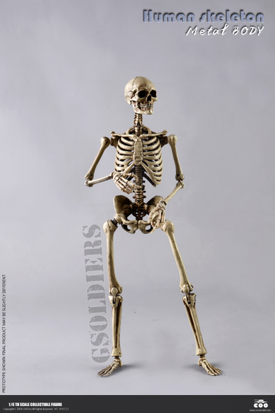 Человеческий скелет Коллекционная ФИГУРКА 1/6 scale THE HUMAN SKELETON DIECAST ALLOY BS011 COOMODEL